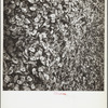 Oyster shells. Rock Point, Maryland