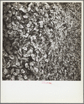 Oyster shells. Rock Point, Maryland