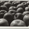 Tomatoes grown by homesteader. Westmoreland Homesteads, Pennsylvania