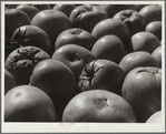 Tomatoes grown by homesteader. Westmoreland Homesteads, Pennsylvania
