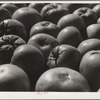 Tomatoes grown by homesteader. Westmoreland Homesteads, Pennsylvania