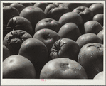 Tomatoes grown by homesteader. Westmoreland Homesteads, Pennsylvania