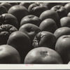 Tomatoes grown by homesteader. Westmoreland Homesteads, Pennsylvania
