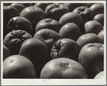 Tomatoes grown by homesteader. Westmoreland Homesteads, Pennsylvania