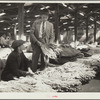 Rehabilitation supervisor examines client's tobacco crop. Durham, North Carolina