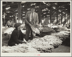 Rehabilitation supervisor examines client's tobacco crop. Durham, North Carolina
