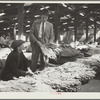 Rehabilitation supervisor examines client's tobacco crop. Durham, North Carolina