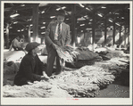 Rehabilitation supervisor examines client's tobacco crop. Durham, North Carolina