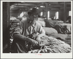 Rehabilitation client with tobacco crop that will repay his loan. Durham, North Carolina