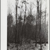 Properly thinned and improved timber stand. Garrett County, Maryland