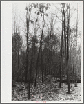 Properly thinned and improved timber stand. Garrett County, Maryland