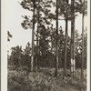 Turpentine trees on Resettlement Administration land use project. Southeastern Georgia