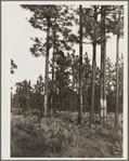 Turpentine trees on Resettlement Administration land use project. Southeastern Georgia