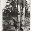 Turpentine trees on Resettlement Administration land use project. Southeastern Georgia