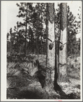 Turpentine trees on Resettlement Administration land use project. Southeastern Georgia