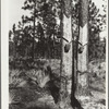 Turpentine trees on Resettlement Administration land use project. Southeastern Georgia