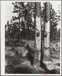 Turpentine trees on Resettlement Administration land use project. Southeastern Georgia