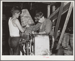 Chopping beans in the canning plant at Dania, Florida. Youthful workers are allowed to use dangerous machinery without safeguards