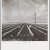 Planting beans near Belle Glade, Florida