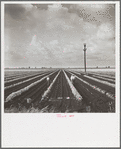 Planting beans near Belle Glade, Florida