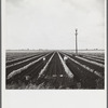 Planting beans near Belle Glade, Florida