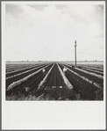 Planting beans near Belle Glade, Florida