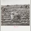 Picking beans. Belle Glade, Florida
