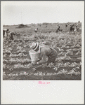 Picking beans. Belle Glade, Florida