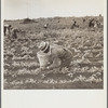 Picking beans. Belle Glade, Florida