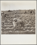 Picking beans. Belle Glade, Florida