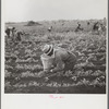 Picking beans. Belle Glade, Florida