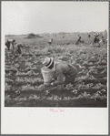 Picking beans. Belle Glade, Florida