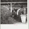 Negro workers and beans in the vegetable canning plant. Dania, Florida