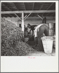 Negro workers and beans in the vegetable canning plant. Dania, Florida