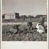 Pulling young celery shoots out of the beds before replanting in the fields. Sanford, Florida