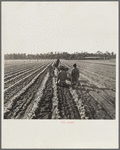 Setting out celery shoots. Sanford, Florida