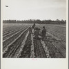 Setting out celery shoots. Sanford, Florida