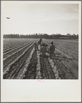 Setting out celery shoots. Sanford, Florida