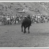 Randall's Island's First Rodeo, man riding a bull