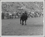 Randall's Island's First Rodeo, man riding a bull