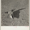 The bleached skull of a steer on the dry sun-baked earth of the South Dakota Badlands