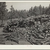 Cutting trees for fence posts. Pine Ridge, Nebraska