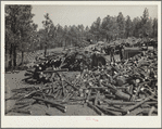 Cutting trees for fence posts. Pine Ridge, Nebraska