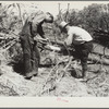 Project manager and workmen examine a diseased tree. Pine Ridge, Nebraska