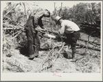 Project manager and workmen examine a diseased tree. Pine Ridge, Nebraska