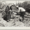 Project manager and workmen examine a diseased tree. Pine Ridge, Nebraska