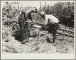 Project manager and workmen examine a diseased tree. Pine Ridge, Nebraska