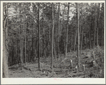 Timber thinned by the removal of diseased and misshapen trees. Pine Ridge, Nebraska