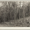 Timber thinned by the removal of diseased and misshapen trees. Pine Ridge, Nebraska