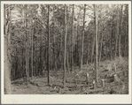 Timber thinned by the removal of diseased and misshapen trees. Pine Ridge, Nebraska